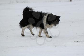 Dog, pet of all people. Dog in winter snow. Street dog walking.