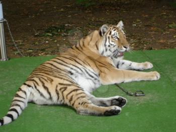 Tiger lying on the green carpet.