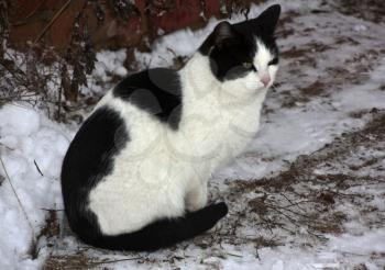 Spotted cat in the snow. Furry pets.