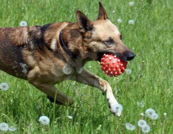 Dog, pet of all people. Shepherd plays with a ball.