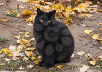 Black beautiful cat. Furry pets