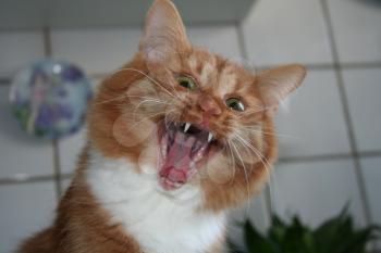 The cat does meow, his mouth wide open.