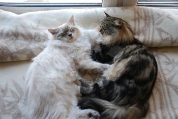 a Cats, lovely fluffy a pets. kitty