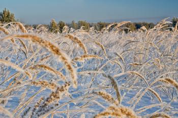 Winter landscape. Grass in the snow. Snow and frost.