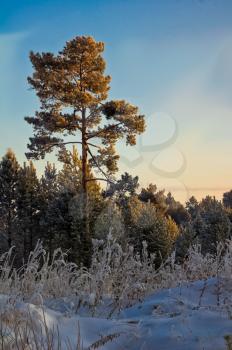 Winter landscape. Trees in the snow. Snow and frost.