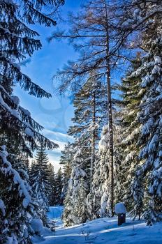 Winter forest, snow covered expanses. Landscapes of open spaces of nature.
