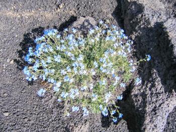 Flowers of Kamchatka plants. Plants on volcanic soil