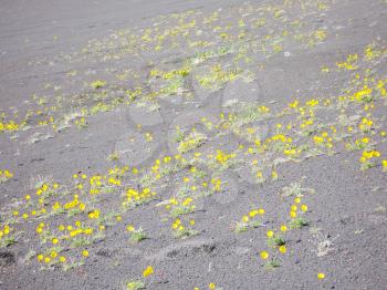 Flowers of Kamchatka plants. Plants on volcanic soil
