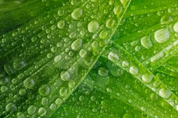 Leaf of a plant in the dew, background texture
