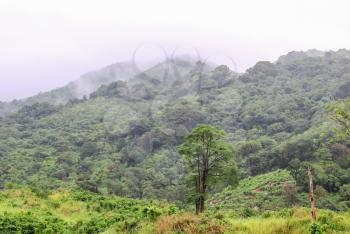 Forests on the hills of the island of Phuket in Thailand. The nature of Thailand.