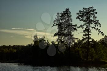 Natural landscape. Grass and trees in the forest. Untouched nature, sunset.