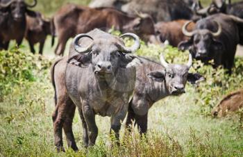 African buffalo. Africa hoofed animals, cows relative. Horned wild cattle