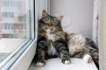 Cats, lovely fluffy pets. Cat's everyday life