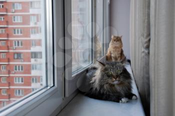 Cats, lovely fluffy pets. Cat's everyday life