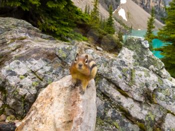 Canadian groundhog on stone boulders. Wildlife Canada.
