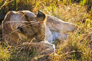Lion in the wild in the African savannah. Lion - predator felines