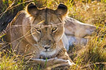 Lion in the wild in the African savannah. Lion - predator felines