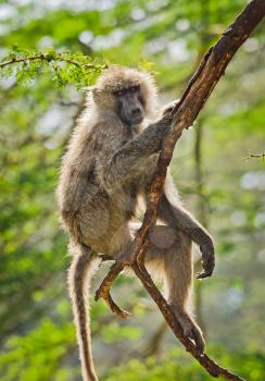 Baboon. Marmoset monkey African savannah. Baboon in their natural habitat