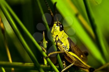 Grasshopper on the grass. Locust insect family.