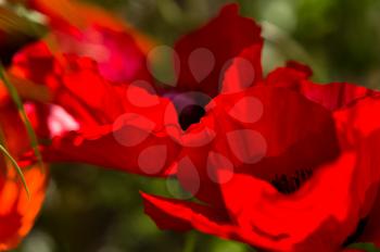 Red poppy flowers, closeup of poppy flowers