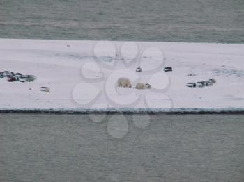 The family of polar bears on the island walk among the garbage and barrels