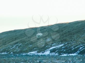 A polar bear walks along a slope. The nature of Wrangel Island, the landscape on Wrangel Island.