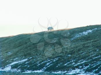 A polar bear walks along a slope. The nature of Wrangel Island, the landscape on Wrangel Island.
