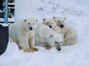 Family of polar bears on Wrangel Island Family of polar bears on Wrangel Island