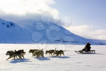 Dog sledding, transport in Chukotka, the boy rides in a cart