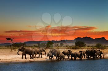 Herd of elephants in african savanna at sunset
