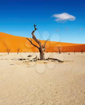 Dead trees in Dead Vlei - Sossusvlei, Namib Desert, Namibia
