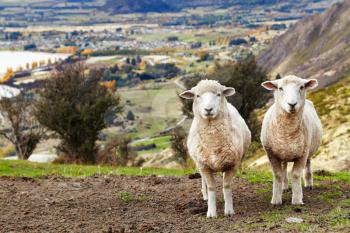 Grazing sheep, mount Roys, Wanaka, New Zealand