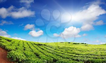 Tea plantation with blue sky
