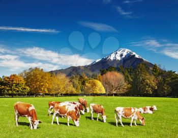 Mountain landscape with grazing cows
