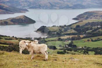 New Zealand landscape, Banks Peninsula