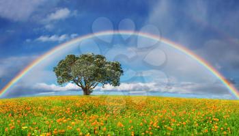 Landscape with blossoming field and rainbow