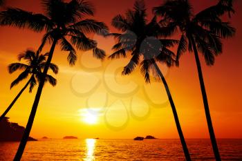 Palm trees silhouette at sunset, Chang island, Thailand
