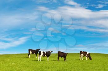 Grazing calves on the green field
