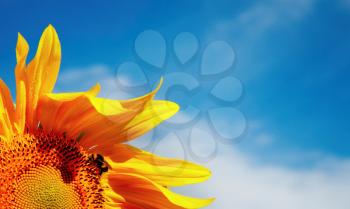 Sunflower closeup against blue sky background