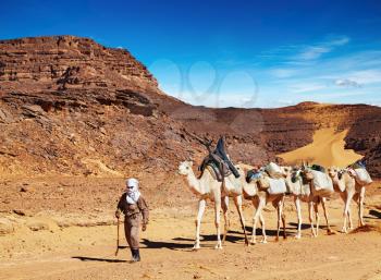Tuareg cameleer leads camels caravan, Sahara Desert, Algeria