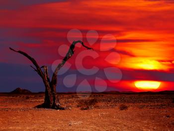 Desert landscape with dead tree at sunset