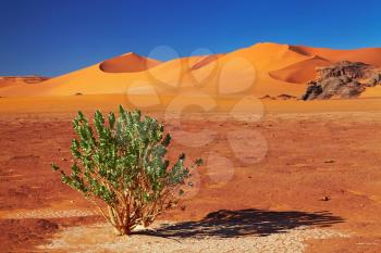 Single tree in Sahara Desert, Tadrart, Algeria
