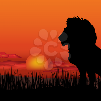 African landscape with animal lion silhouette. Savanna wildlife nature. Sunset skyline background.