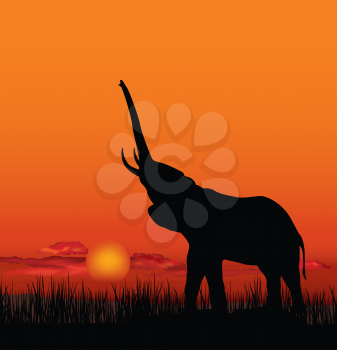 African landscape with animal elefant silhouette. Savanna wildlife nature. Sunset skyline background.