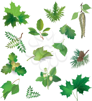 Summer icon set. Green leaves and berries. Nature symbol vector collection isolated on white background. 