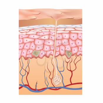Human skin structure. 3d anatomy of the epidermis. Vector illustration isolated on white background.