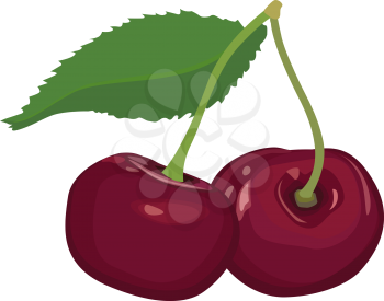 Cherries isolated. Cherry fruit set. Ripe sweet berry food collection.