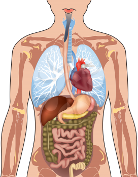Human Body Anatomy. Vector Illustration isolated on white background.