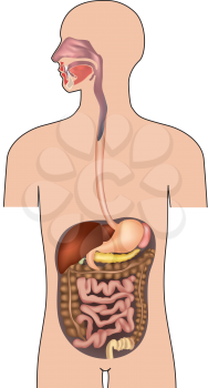 Human digestive system. Gastrointestinal system with details. Vector illustration isolated on white background.