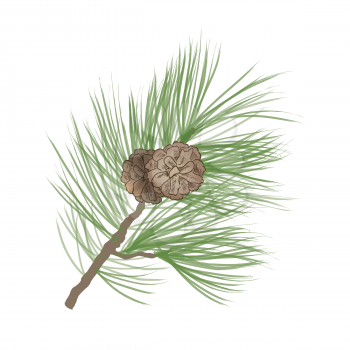 Pinecone. Pine tree branch isolated. Floral evergreen decor